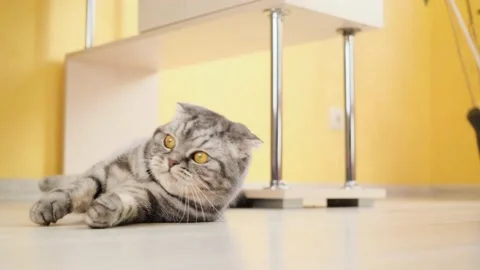 Cute funny gray scottish fold cat plays with a toy on a string in the room. Stock Footage 150700150