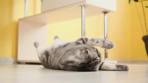 Cute funny gray scottish fold cat plays with a toy on a string in the room. Stock Footage 150700178