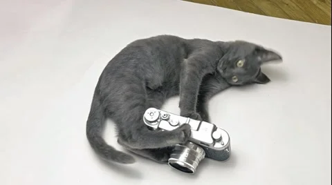 Cute funny grey kitten playing with old camera Stock Footage 61045900