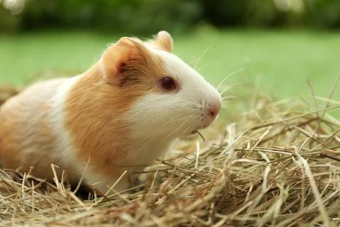 Cute funny guinea pig and hay outdoors, closeup Stock Photos