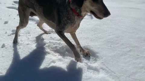 Cute funny hunting dog playing outdoors in snow at the winter day find something Stock Footage 197106952