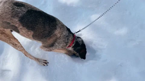 Cute funny hunting dog playing outdoors in snow at the winter day find something Stock Footage 197106971