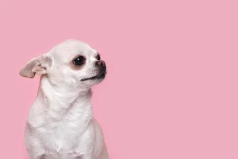 A cute, funny little Chihuahua dog looks away with a shy, timid expression. on a Stock Photos