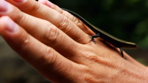 Cute funny lizard on the human hand Close-up. Stock Footage 90512469