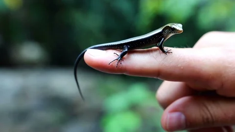 Cute funny lizard on the human hand Close-up. Stock Footage 90512478