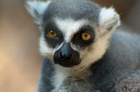 Cute funny looking RingTailed Lemur Portrait Stock Photos