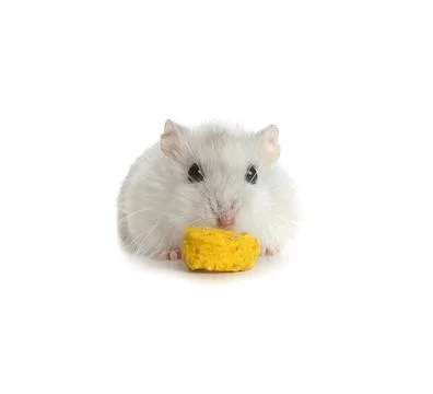 Cute funny pearl hamster eating on white background Stock Photos