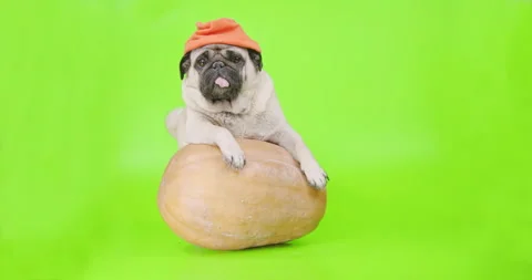 Animal Pug Funny Videos Cute Funny Pug Dog With A Big Pumpkin