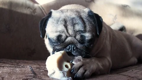 Cute funny pug dog gnaws and eating bone Stock Footage 148441463