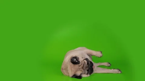 Cute, funny pug dog lying belly up pose. Green screen. Slow motion Stock Footage 107329152