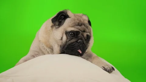 Cute, funny pug dog lying, relaxing, sleeping on white pillow. Green screen Video stock 107330741