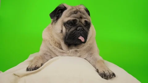 Cute, funny pug dog lying, relaxing, sleeping on white pillow. Green screen Stock Footage 107330941