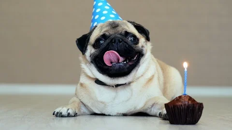 Cute funny pug dog with party hat and birthday cake with candle Stock Footage