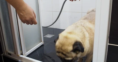 Cute funny pug dog taking shower, bath. Want to run away. Bad behavior 스톡 동영상 114426545