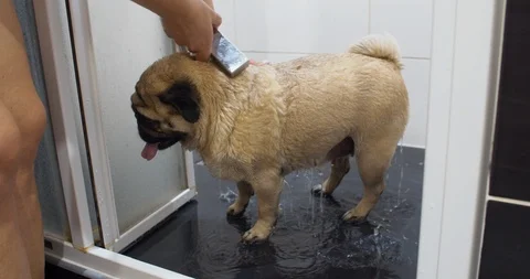 Cute funny pug dog taking shower, bath Video stock 114428554