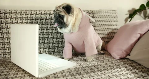 Cute funny pug dog using laptop. Sitting on couch. Using artificial intelligence Stock Footage 249243655