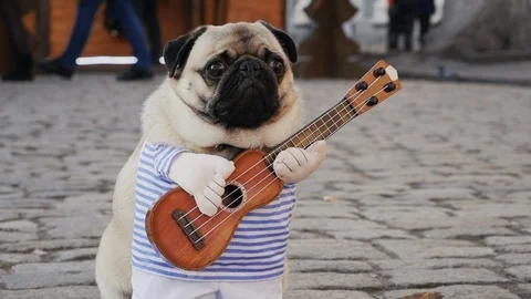 Cute funny pug earning with playing music on guitar on the city street, close-up Stock Footage 124282194