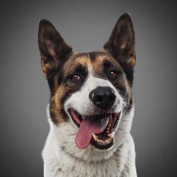 Cute funny red dog stuck out his tongue and smiles, posing on grey background Stock Photos
