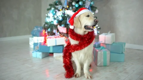 Cute funny Santa dog with Santa hat. Golden retriever, labrador in new year suit Video stock 98540853