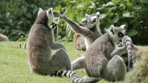 A cute funny scene of ring-tailed lemurs playing - close up. 4K locked tripod Stock Footage 142748617