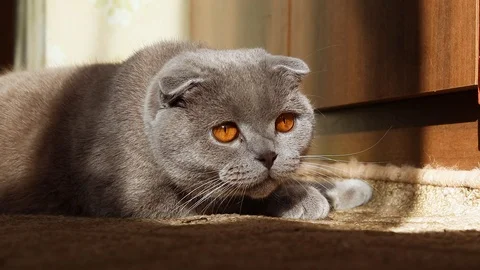 Cute funny scottish fold cat hunts Video stock 125485575