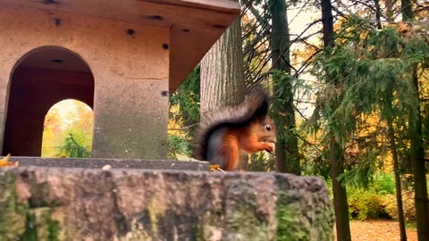 Cute funny squirrel bites nuts and sits in a wooden house on a stump 動画素材 118044958