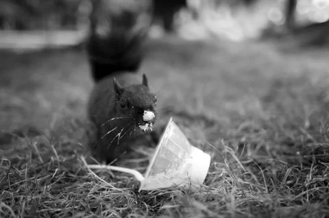 A cute funny squirrel has found a treat to eat. Stock Photos