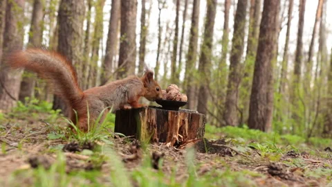 A cute funny squirrel takes a nut from a small plate. 스톡 동영상 154783467