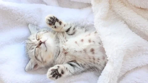Cute, funny Striped Scottish Fold Kitten Cat Sleeping Lying On White Blanket Stock Footage 170488189
