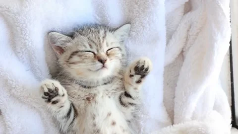 Cute, funny Striped Scottish Fold Kitten Cat Sleeping Lying On  White Blanket Video stock 170488191