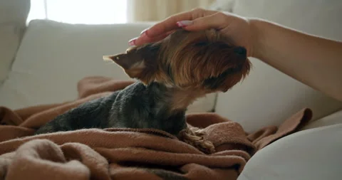 Cute funny terrier dog diving under the arm of a female owner. Stroking dog Stock Footage 248481015