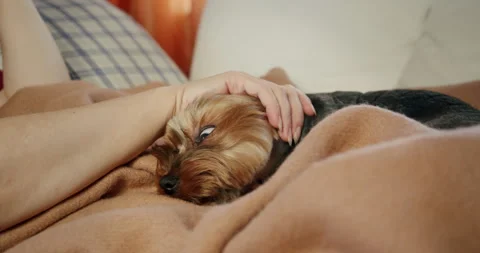 Cute funny terrier dog diving under the arm of a female owner. Stroking dog Video stock 248484698