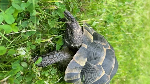 Cute funny tortoise slowly moving through the scene on green grass. Turtle Stock Footage 196913067