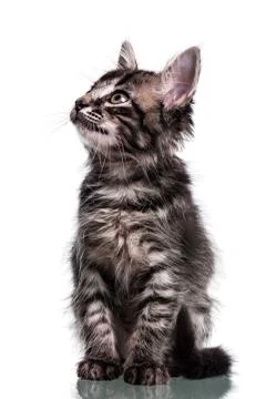Cute Furry Kitten Looking Up Stock Photos