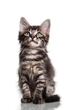 Cute Furry Kitten Stock Photos