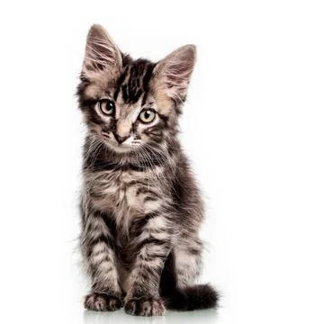 Cute Furry Kitten Stock Photos