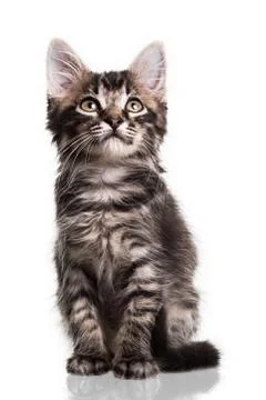 Cute Furry Kitten Stock Photos