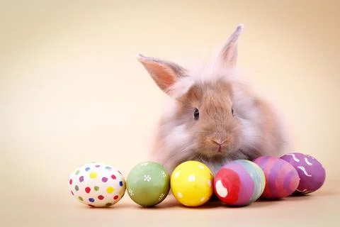 Cute furry rabbit With many Easter eggs Stock-Fotos