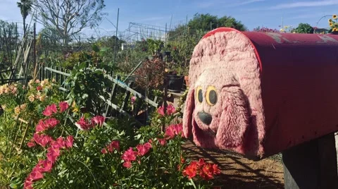 Cute garden with a dog shaped mailbox shot in 4k Stock Footage 63107096