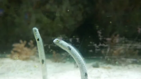 Cute Garden Eels Go Up and Down UnderWater | 4k 24FPS Stock Footage 136535894