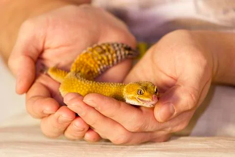 Cute gecko heating in hands Stock Photos