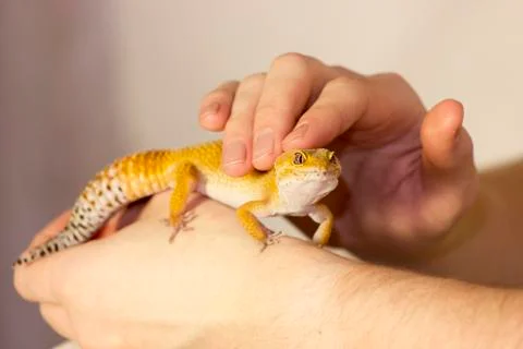 Cute gecko heating in hands Stock Photos