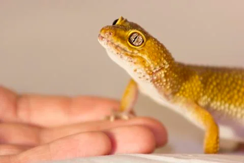 Cute gecko heating in hands Stock Photos