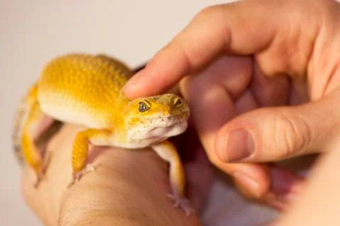 Cute gecko heating in hands Fotos de archivo