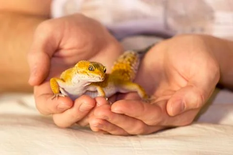 Cute gecko heating in hands Stock Photos