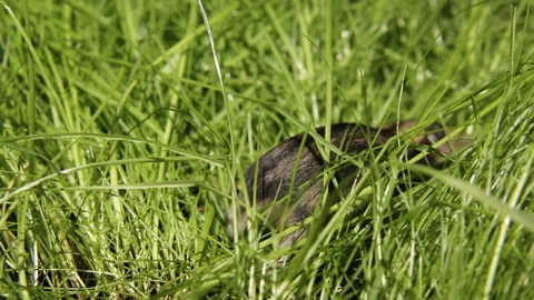 Cute generous hamster on the green grass. A small hamster crawls in the grass. Stock Footage 243061977