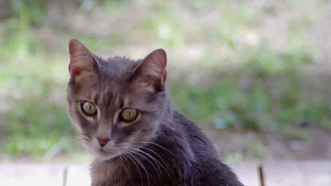 A cute gentle grey cat looking back with a sweet look Stock Footage 171977629