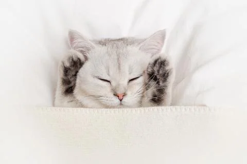 A cute, gentle white kitten sleeps paws up on a white bed with a knitted plaid. Stock Photos