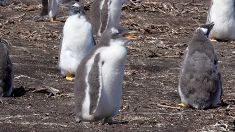 Cute Gentoo Penguin Chick Young Feathers Close Up Full Body Standing Still .. Stock Footage 339510960