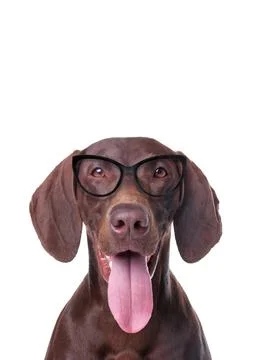 Cute German Pointer dog with sunglasses against white background Stock Photos